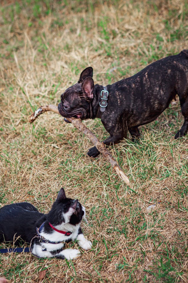Comida para mascotas - avanzana.com
