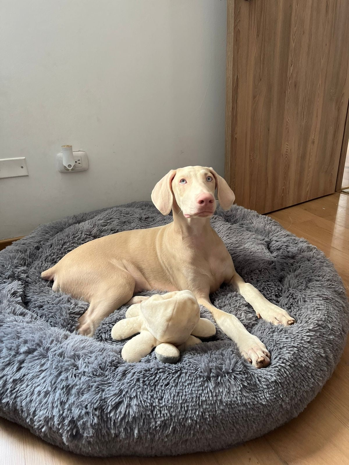 Cama dona talla XL para mascotas