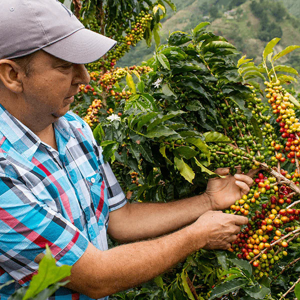 Microlote café Don Edgar Tobón 250g.